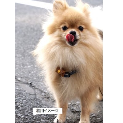 ワンちゃんネコさまに!『迷子にさせないお名前ポーチ「Amigo!」』小さいサイズグリーン