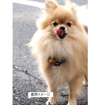 ワンちゃんネコさまに!『迷子にさせないお名前ポーチ"Amigo!”』小さいサイズブラック