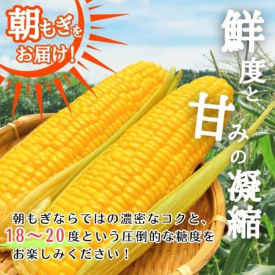 【2026年8月上旬から発送】北海道とままえ産 スイートコーン 2Lサイズ 7本 rum10