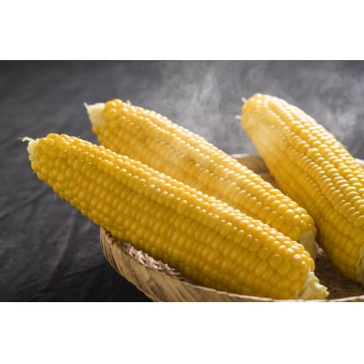 【令和8年産先行受付】北海道とままえ産スイートコーン　7本(北海道産　とうもろこし　とうきび　冷蔵)