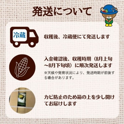 【2026年8月上旬から発送】北海道とままえ産 スイートコーン 2Lサイズ 7本 rum10