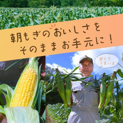 【令和7年産先行受付】北海道とままえ産スイートコーン　約15本 (北海道産　とうもろこし　冷蔵)