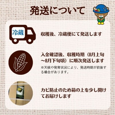 【2026年8月上旬から発送】北海道とままえ産 スイートコーン 2Lサイズ 約15本 rum11