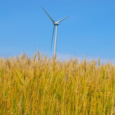 北海道とままえ産強力小麦粉【春よ恋】　1kg×3