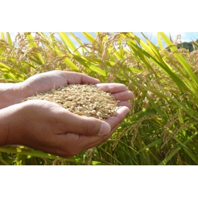 【令和7年産・新米】北海道とままえ産ゆめぴりか　10kg