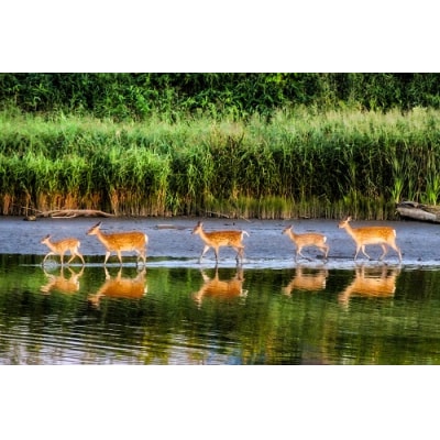 エゾ鹿の角　小1本(北海道・しか・シカ・工作・手作り・DIY・自由研究・自然・キャンプ・アクセサリー