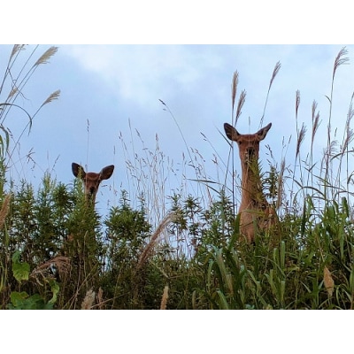 エゾ鹿の角　小1本(北海道・しか・シカ・工作・手作り・DIY・自由研究・自然・キャンプ・アクセサリー