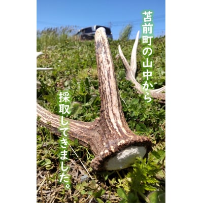 エゾ鹿の角　大1本(北海道・しか・シカ・工作・手作り・DIY・自由研究・自然・キャンプ・アクセサリー