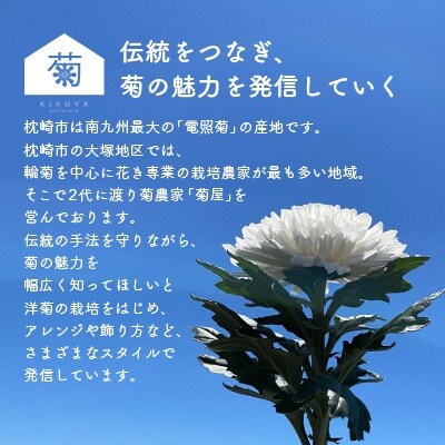 電照栽培 高品質 輪菊 白 80本 70 80cm 電照菊 キク 業務用 お礼品詳細 ふるさと納税なら さとふる