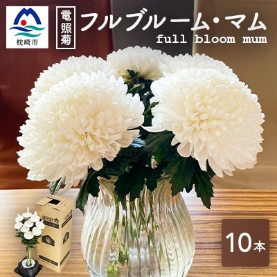 期間限定 満開の菊 フルブルーム マム 大輪 純白の美 80cm 10本 菊屋 お礼品詳細 ふるさと納税なら さとふる