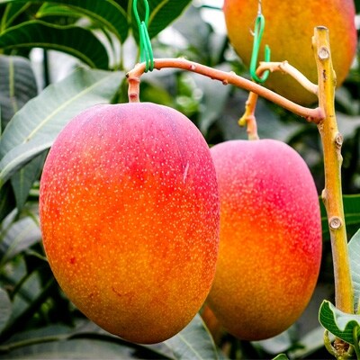 マンゴー 訳あり 温泉マンゴー1kg 温泉水で栽培した完熟マンゴー お礼品詳細 ふるさと納税なら さとふる