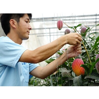 マンゴー 訳あり 温泉マンゴー1kg 温泉水で栽培した完熟マンゴー お礼品詳細 ふるさと納税なら さとふる