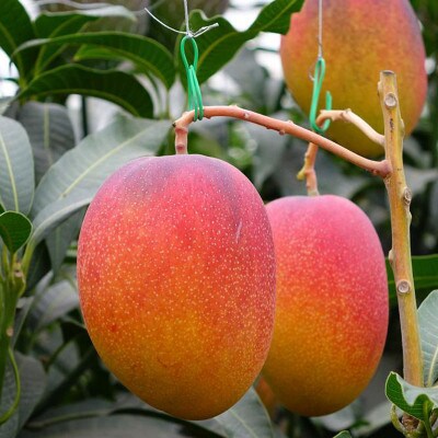 【期間限定】鹿児島産 温泉マンゴー秀品 700g 【2023年6月より順次発送】