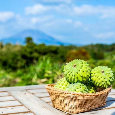 【数量限定】【訳あり】鹿児島県 垂水市産 アテモヤ 1kg(家庭用) 【財宝】