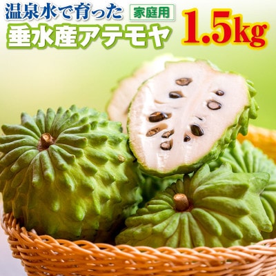 【数量限定】【訳あり】鹿児島県 垂水市産 アテモヤ 1.5kg(家庭用) 【財宝】