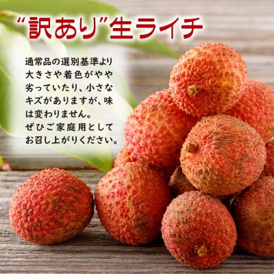 【訳あり品】【期間限定】 生ライチ 500g 訳あり 温泉水で育てた希少な 国産 ライチ(垂水市)