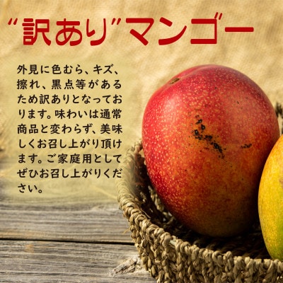 【期間限定】 訳あり 鹿児島産 温泉マンゴー 1kg【2026年夏発送】(垂水市)