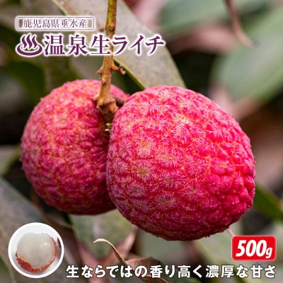 【 期間限定 】生ライチ500g 温泉水で育てた希少な国産ライチ!(垂水市)
