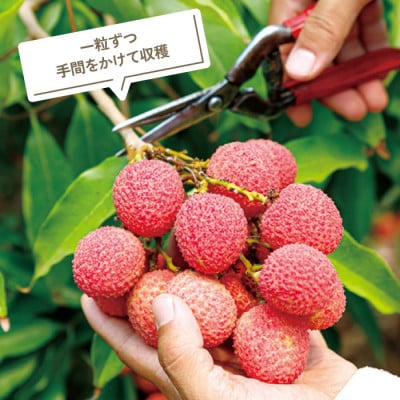 【 期間限定 】生ライチ500g 温泉水で育てた希少な国産ライチ!(垂水市)