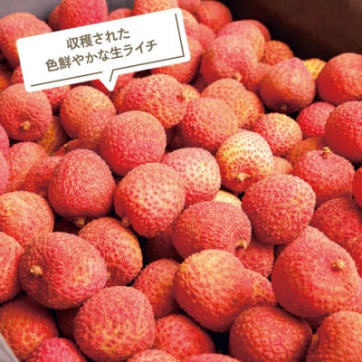 【 期間限定 】生ライチ500g 温泉水で育てた希少な国産ライチ!(垂水市)