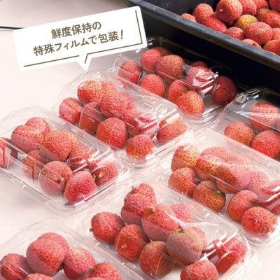 【 期間限定 】生ライチ500g 温泉水で育てた希少な国産ライチ!(垂水市)