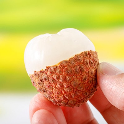 【 訳あり品 】【 期間限定 】生ライチ500g 温泉水で育てた希少な国産ライチ!