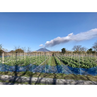 【鹿児島産】甘塩スナップエンドウ2kg前後