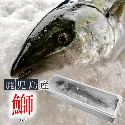 鹿児島産ぶり ぶり1尾 冷蔵 約3 5kg お礼品詳細 ふるさと納税なら さとふる