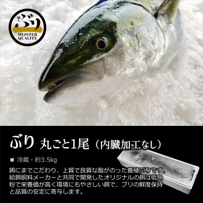 【鹿児島産ぶり】ぶり1尾(冷蔵)約3.5kg