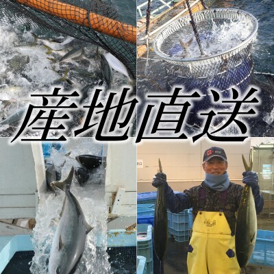 【鹿児島産ぶり】ぶり1尾(冷蔵)約3.5kg