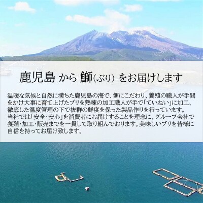 【鹿児島産ぶり】ぶり1尾(冷蔵)約3.5kg