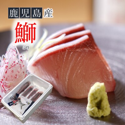 鹿児島産ぶり ぶり1尾セット 約2kg お礼品詳細 ふるさと納税なら さとふる