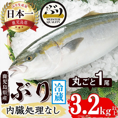 【鹿児島産】冷蔵ぶり 丸ごと1尾(内臓処理なし) 約3.2kg【アクアブルー】