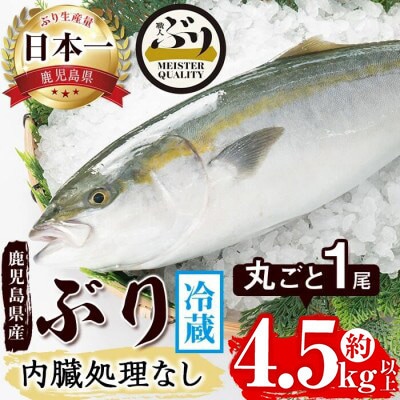【鹿児島産】冷蔵ぶり 丸ごと1尾 (内臓処理なし) 約4.5kg【アクアブルー】C3-4718