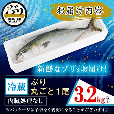 【鹿児島産】冷蔵ぶり 丸ごと1尾(内臓処理なし) 約3.2kg【アクアブルー】