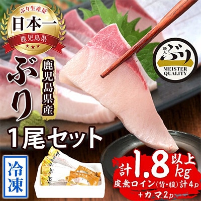 【鹿児島産】冷凍ぶり 1尾セット(皮無ロイン背腹計4p、カマ2p)【アクアブルー】