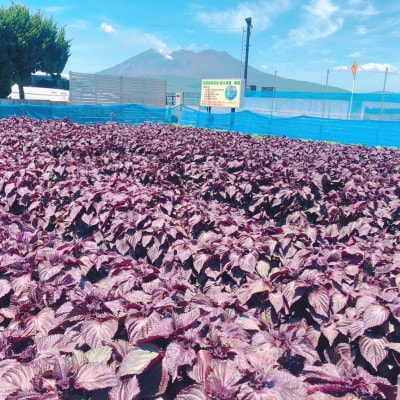 鹿児島県産赤しそ100%使用　濃い!赤しそジュース　3本セット