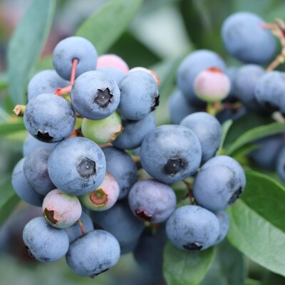 兵庫 神河のブルーベリー酒 500ml 2本 お礼品詳細 ふるさと納税なら さとふる