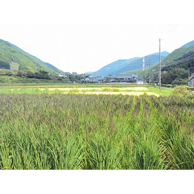 【令和4年産】みどりもち精米2kg