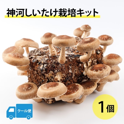 神河しいたけ栽培キット(しいたけ菌床)1個　※5月～10月順次発送