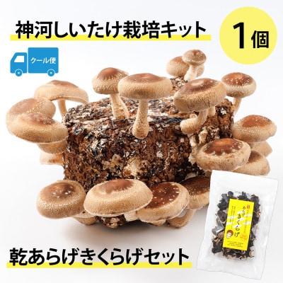 神河しいたけ栽培キット(しいたけ菌床)1個と乾あらげきくらげセット　※5月～10月順次発送