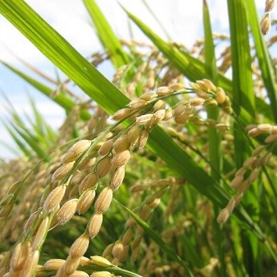【令和3年産】玄米ななつぼし10kgと精米1kg