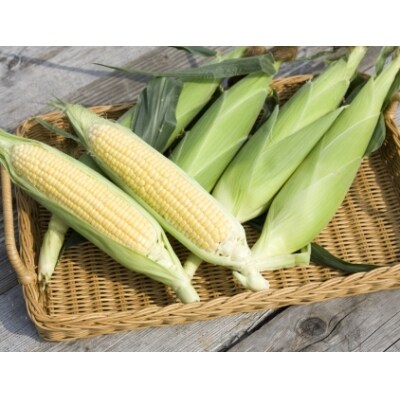 高橋農産鮮度抜群とうもろこし「味来」18本