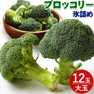 【2026年先行受付】氷詰めブロッコリー縦置き12玉　北海道