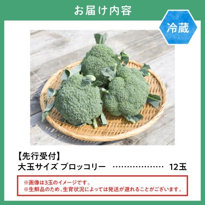 【2026年先行受付】氷詰めブロッコリー縦置き12玉_tb21-001