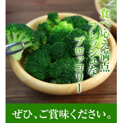 【2026年先行受付】氷詰めブロッコリー縦置き12玉　北海道