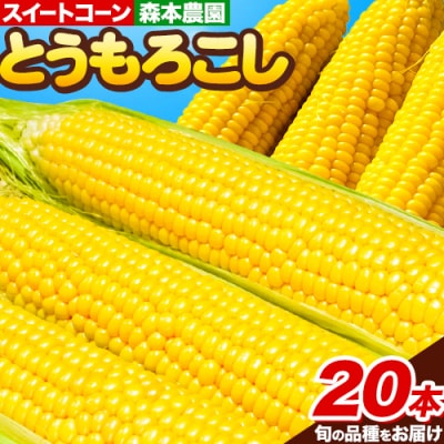 【令和8年発送先行受付】森本農園とうもろこし20本セット