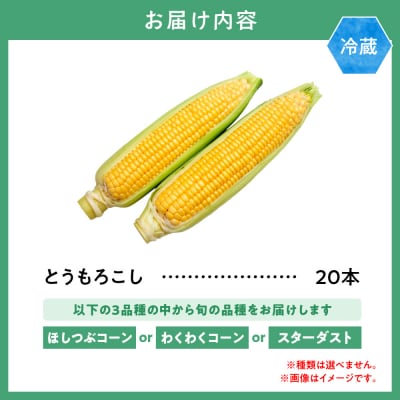 【令和8年発送先行受付】森本農園とうもろこし20本セット_tb20-001