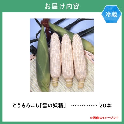 【2026年先行受付】森本農園とうもろこし「雪の妖精」20本セット_tb20-002