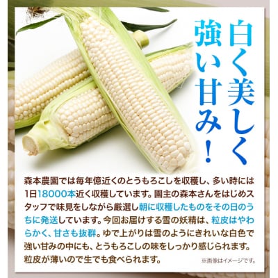 【2026年先行受付】森本農園とうもろこし「雪の妖精」20本セット